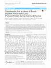 Research paper thumbnail of Cryptobenthic fish as clients of french angelfish Pomacanthus paru (Pomacanthidae) during cleaning behaviour
