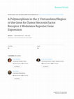 Research paper thumbnail of A Polymorphism in the 3′ Untranslated Region of the Gene for Tumor Necrosis Factor Receptor 2 Modulates Reporter Gene Expression