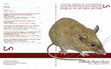 Research paper thumbnail of Zambales Forest Mouse: Apomys (Megapomys) zambalensis