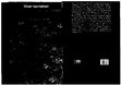 Research paper thumbnail of Anna Lowenhaupt Tsing - Viver nas ruinas paisagens multiespecies no antropoceno