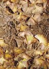 PDF) Ginkgo Biloba A Global Treasure