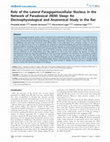 Research paper thumbnail of Role of the Lateral Paragigantocellular Nucleus in the Network of Paradoxical (REM) Sleep: An Electrophysiological and Anatomical Study in the Rat