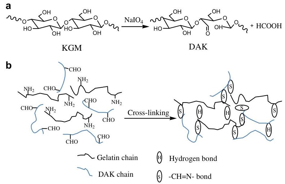 (PDF) Synthesis and properties of novel hydrogels from oxidized konjac ...