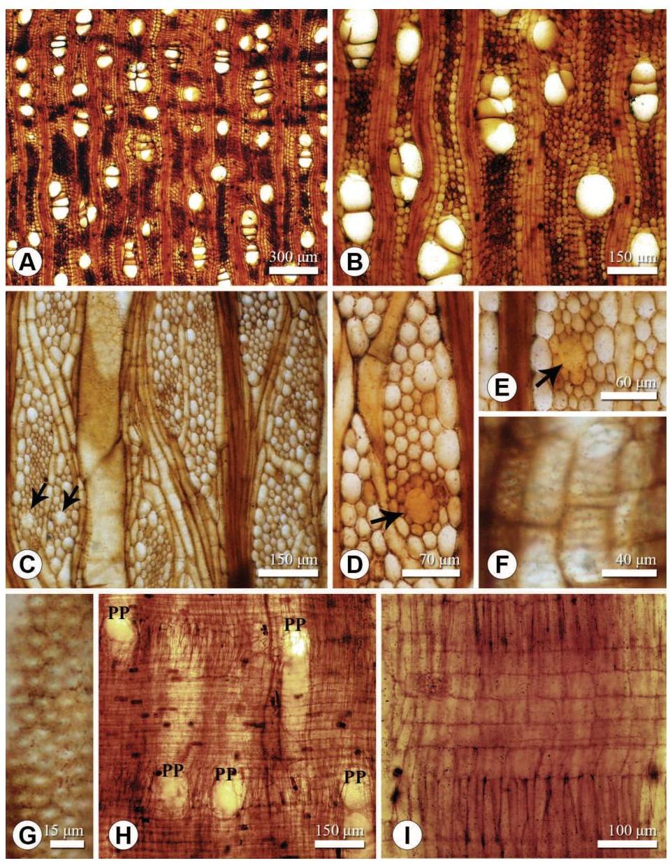 Multiseriate Rays (PDF) Welkoetoxylon Multiseriatum: Fossil Moraceous Wood from the ...