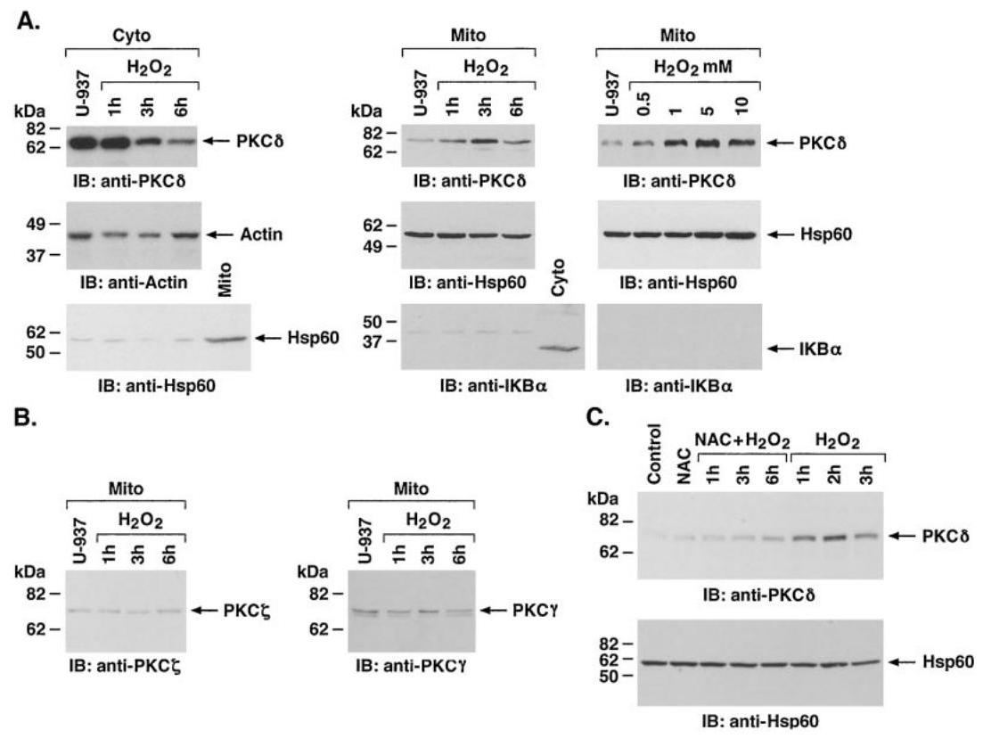 (PDF) Targeting of protein kinase C delta to mitochondria in the ...