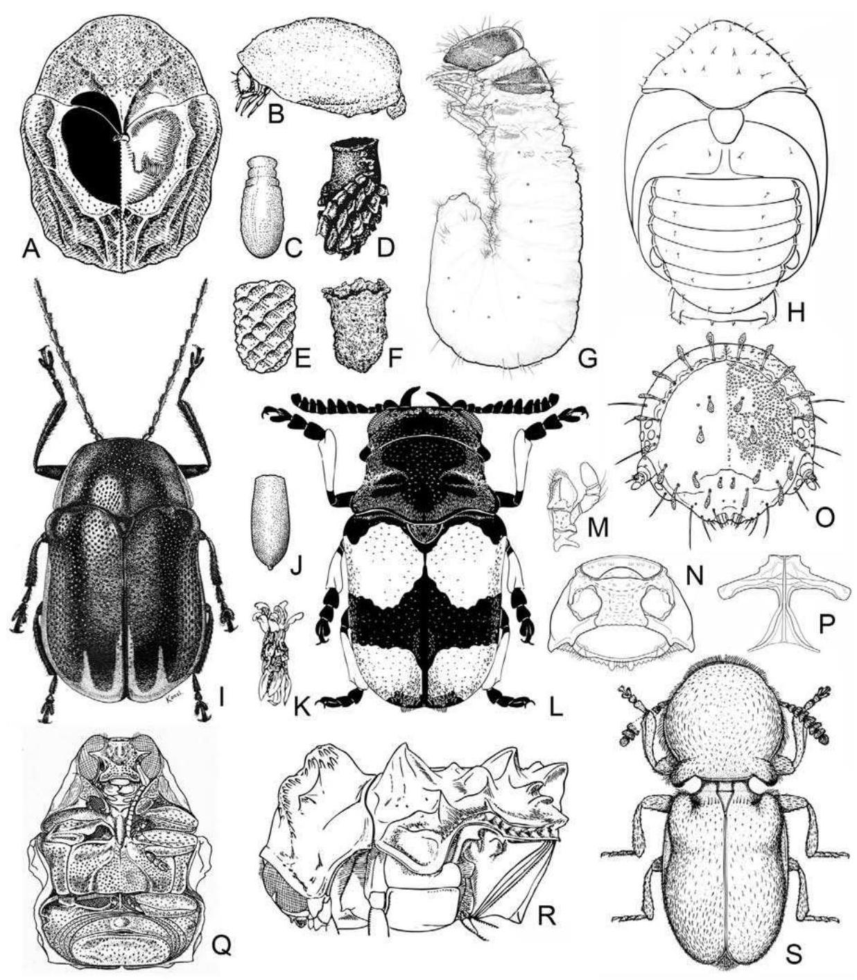 PDF) 2.7.5. Cryptocephalinae Gyllenhal, 1813; pp 81-87. In Leschen, R.A.B.  & R.G. Beutel (Eds.): Handbook of Zoology. Arthropoda: Insecta: Coleoptera  Volume 3: Morphology and Systematics (Phytophaga). (Preprint)
