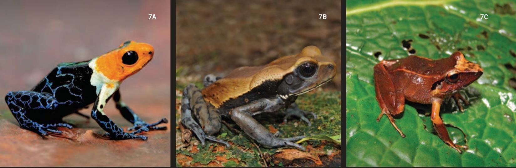 PDF) Perú: Cordillera Escalera-Loreto: Anfibios y Reptiles, image size:1648x537