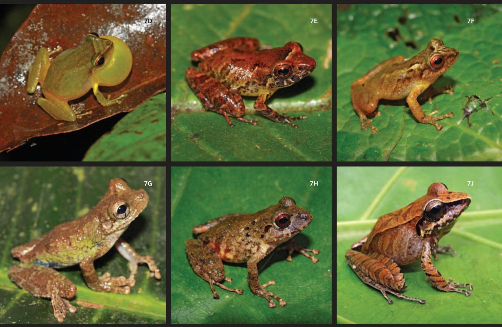 PDF) Perú: Cordillera Escalera-Loreto: Anfibios y Reptiles, image size:1648x1073