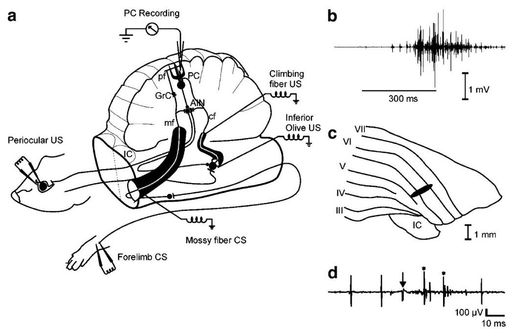 (PDF) Simple and Complex Spike Firing Patterns in Purkinje Cells During ...