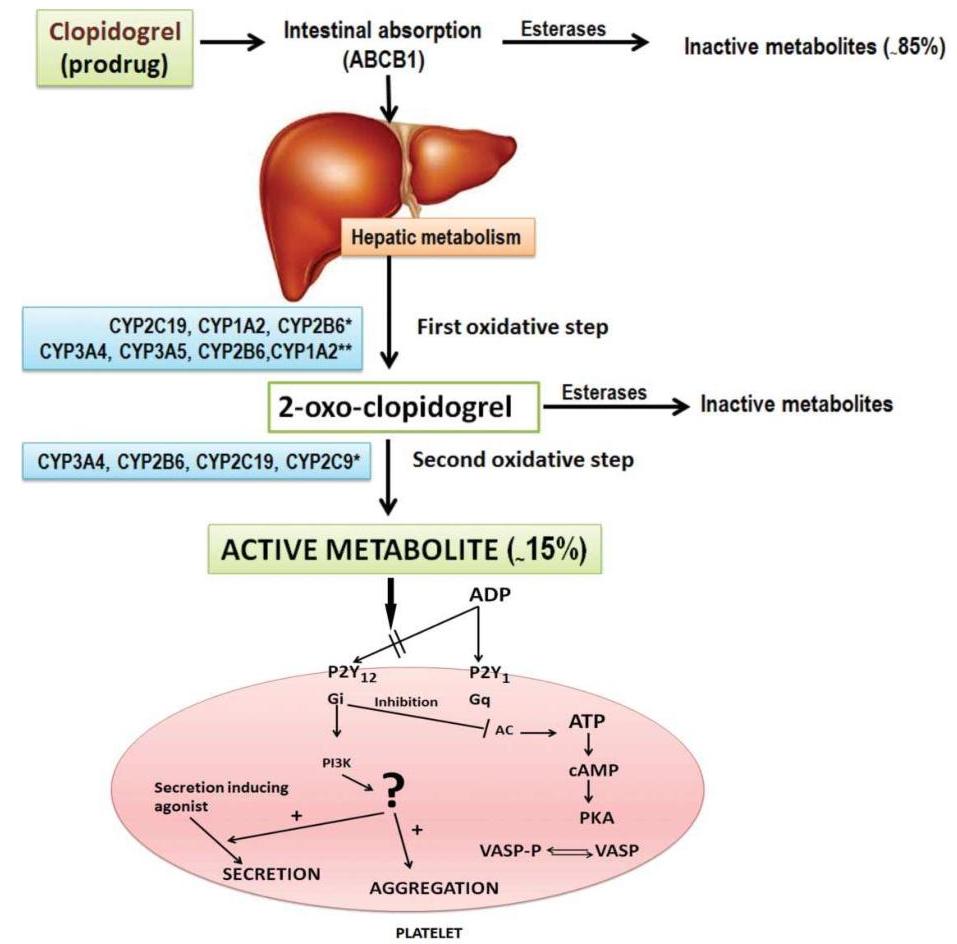 PDF) Genetic Polymorphisms and Drug Interactions Leading to Clopidogrel  Resistance: Why the Asian Population Requires Special Attention