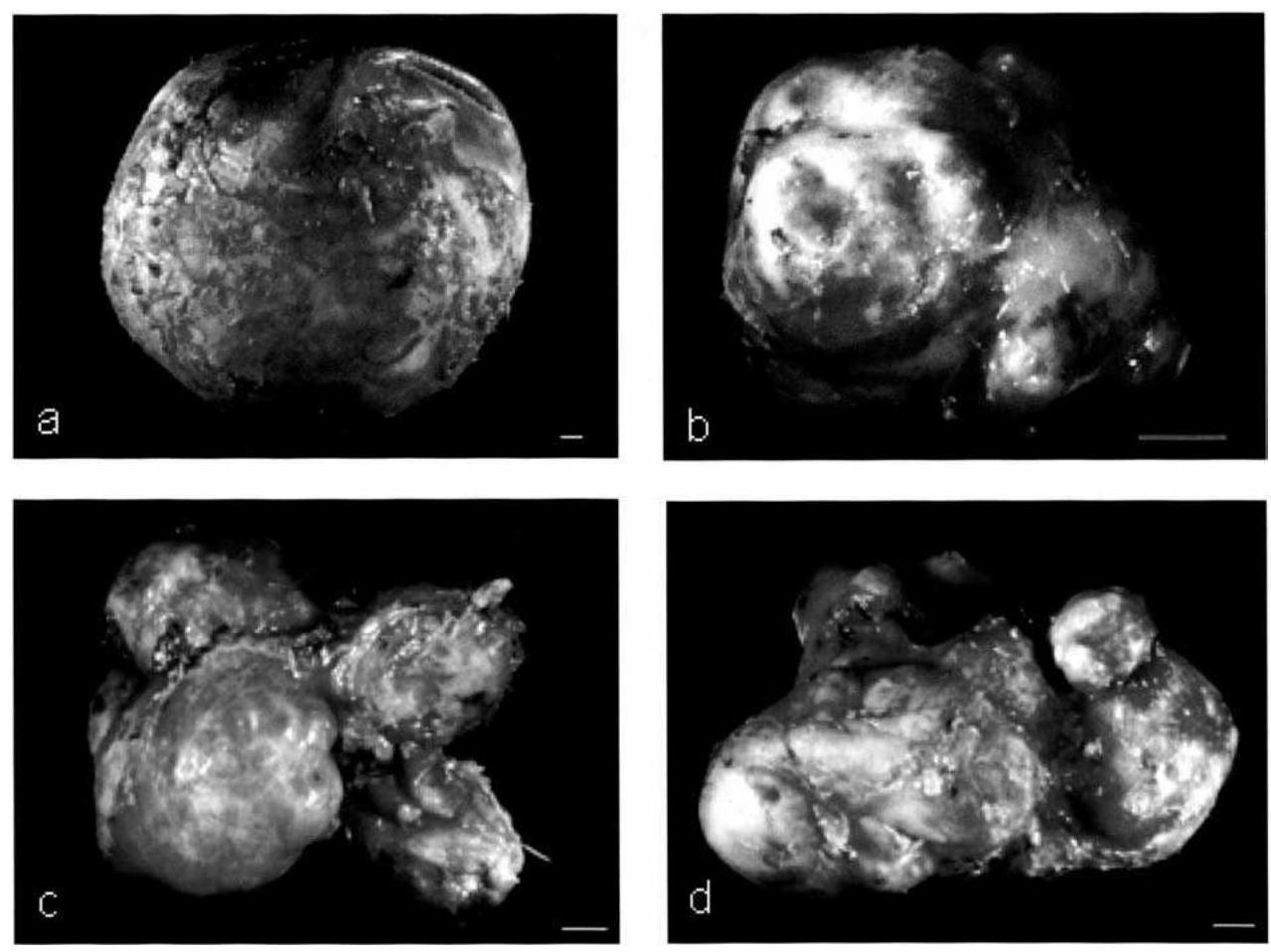 Hi I'd like to book a full day boat tour (small boat, 12 or less people) of  la maddalena islands (31 August) and have a few questions. 1. Are the  beaches and, image size:1279x958