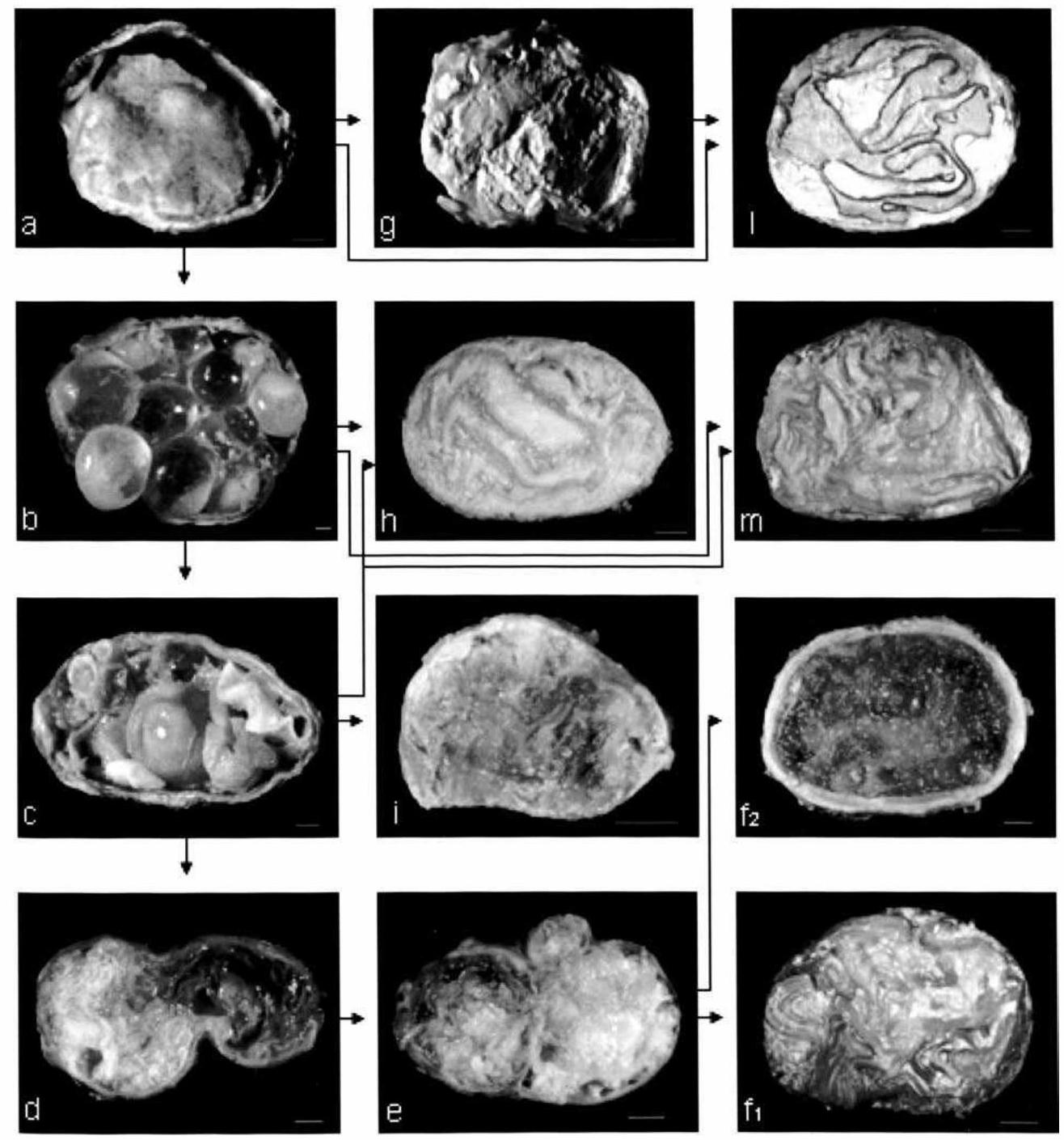 27TH INTERNATIONAL CONGRESS FOR CONSERVATION BIOLOGY 4TH EUROPEAN CONGRESS  FOR CONSERVATION BIOLOGY, image size:1316x1409