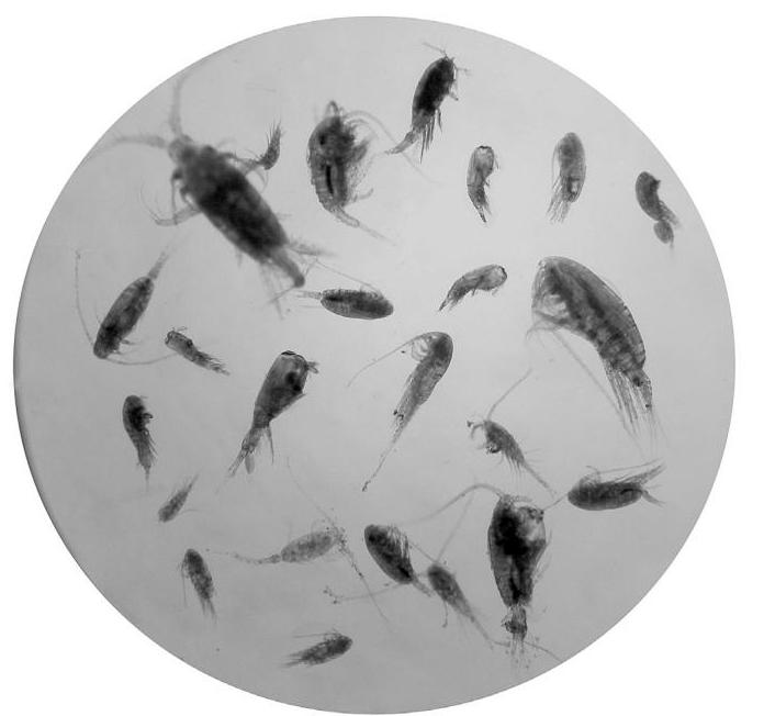 (PDF) Copepodi Planctonici/Planktonic Copepods: Calanoida, Cyclopoida ...