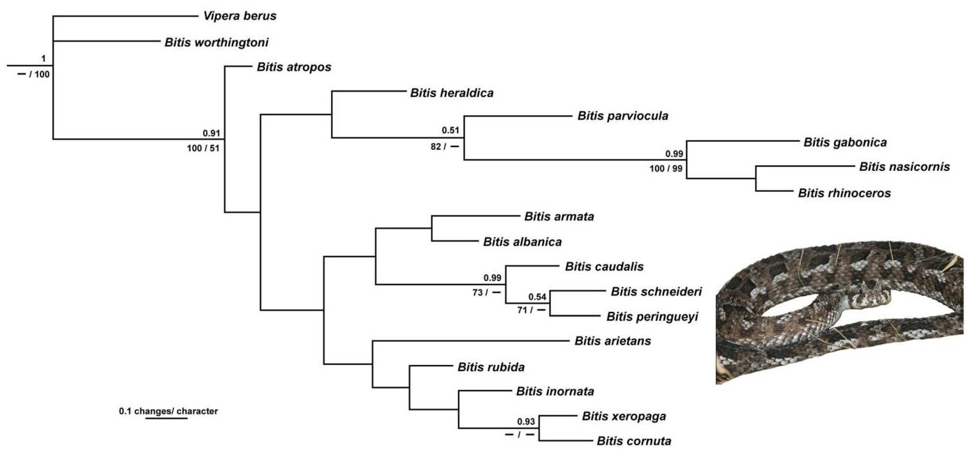 (PDF) Recovering the evolutionary history of Africa’s most diverse ...
